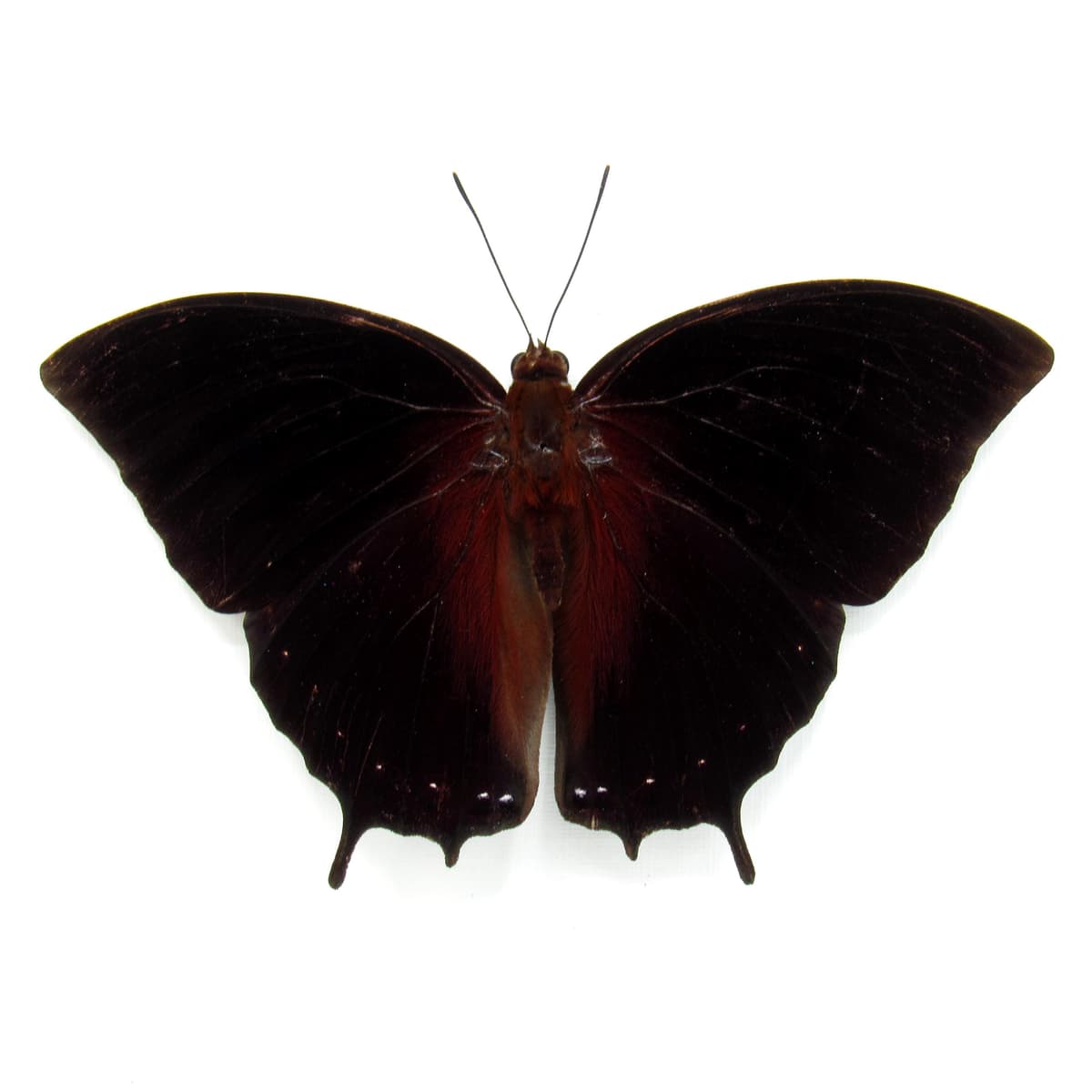Real Black Rajah butterfly framed taxidermy - Charaxes setan - Victorian mount