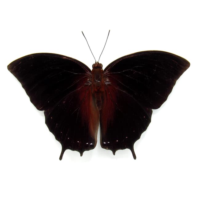 Real Black Rajah butterfly framed taxidermy - Charaxes setan - Victorian mount