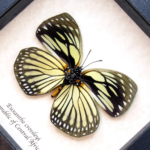 Real framed taxidermy butterfly - Euxanthe crossleyi