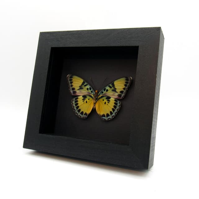 Rare Ghana Ceres Forester butterfly framed taxidermy - Euphaedra ignota - female