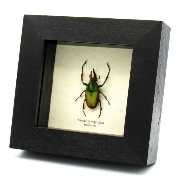 Rare metallic green Scarab beetle framed taxidermy - Theodosia magnifica - large