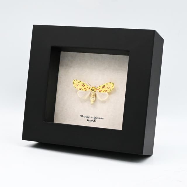 Rare tiny Pikachu moth framed taxidermy - Mazuca strigicincta