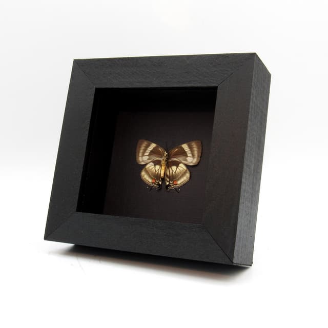 Rare Hairstreak butterfly framed taxidermy - Panthiades pelion