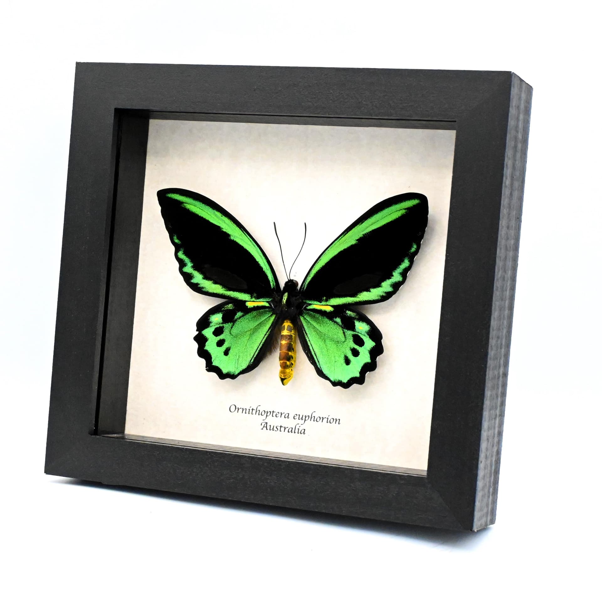 Rare Australian Cairns Birdwing butterfly framed taxidermy - Ornithoptera euphorion