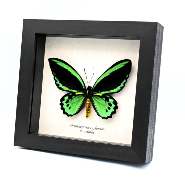 Rare Australian Cairns Birdwing butterfly framed taxidermy - Ornithoptera euphorion