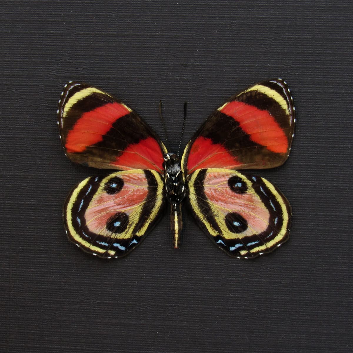 Rare pink Two Eyed Eighty-eight butterfly framed taxidermy - Callicore pitheas