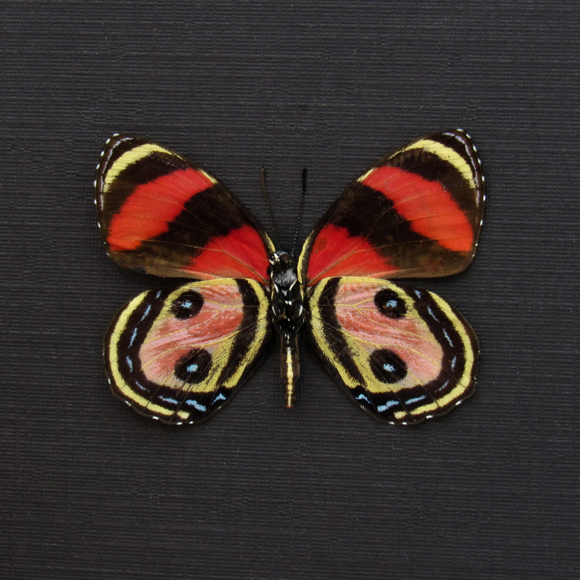 Rare pink Two Eyed Eighty-eight butterfly framed taxidermy - Callicore pitheas