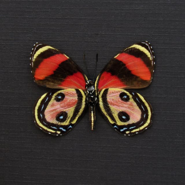 Rare pink Two Eyed Eighty-eight butterfly framed taxidermy - Callicore pitheas