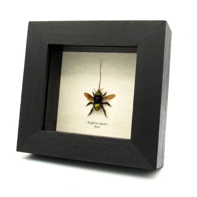 Rare XL green metallic Orchid Bee framed taxidermy - Euglossa species - extended proboscis