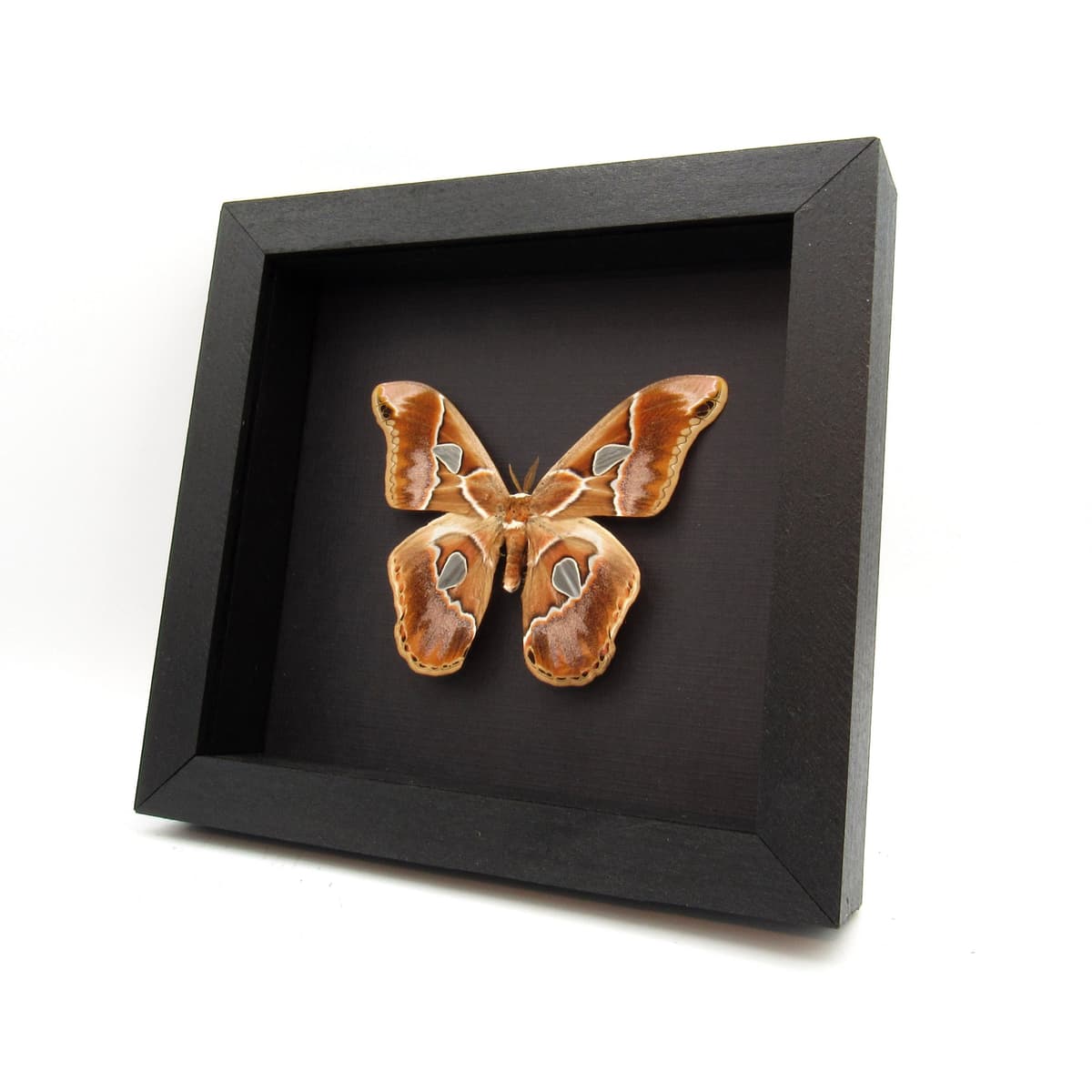 Real Saturn moth framed taxidermy - Rothschildia cincta - large female