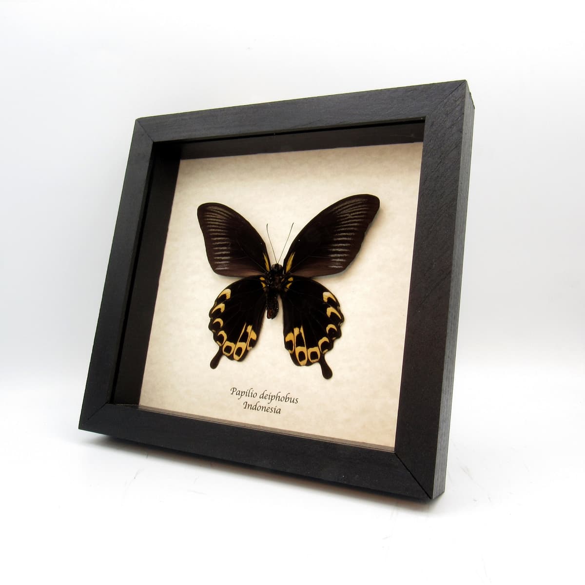 Real Giant Swallowtail butterfly framed taxidermy - Papilio deiphobus