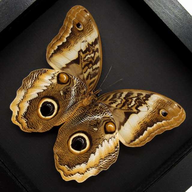 Real XL Golden Owl butterfly framed taxidermy - Caligo atreus - Giant female