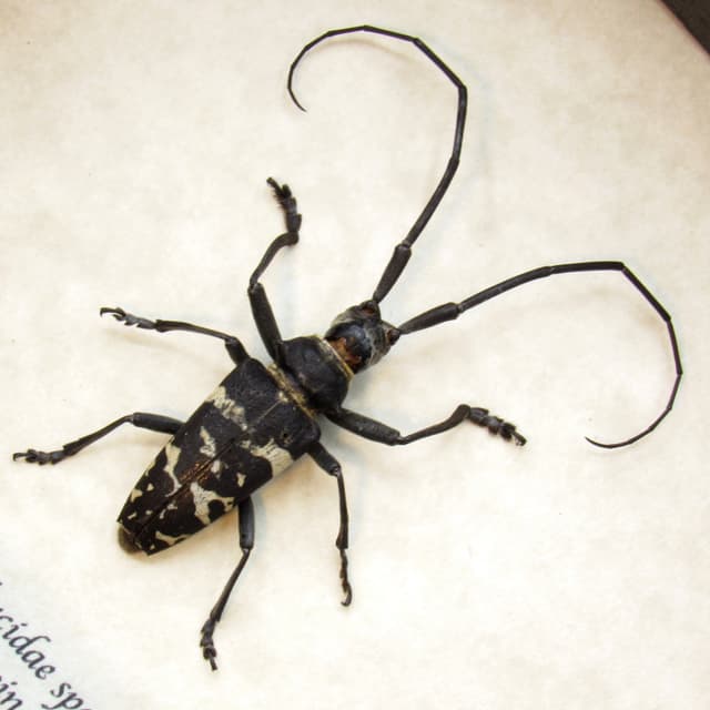 Real framed Longhorn beetle taxidermy - Cerambycidae species