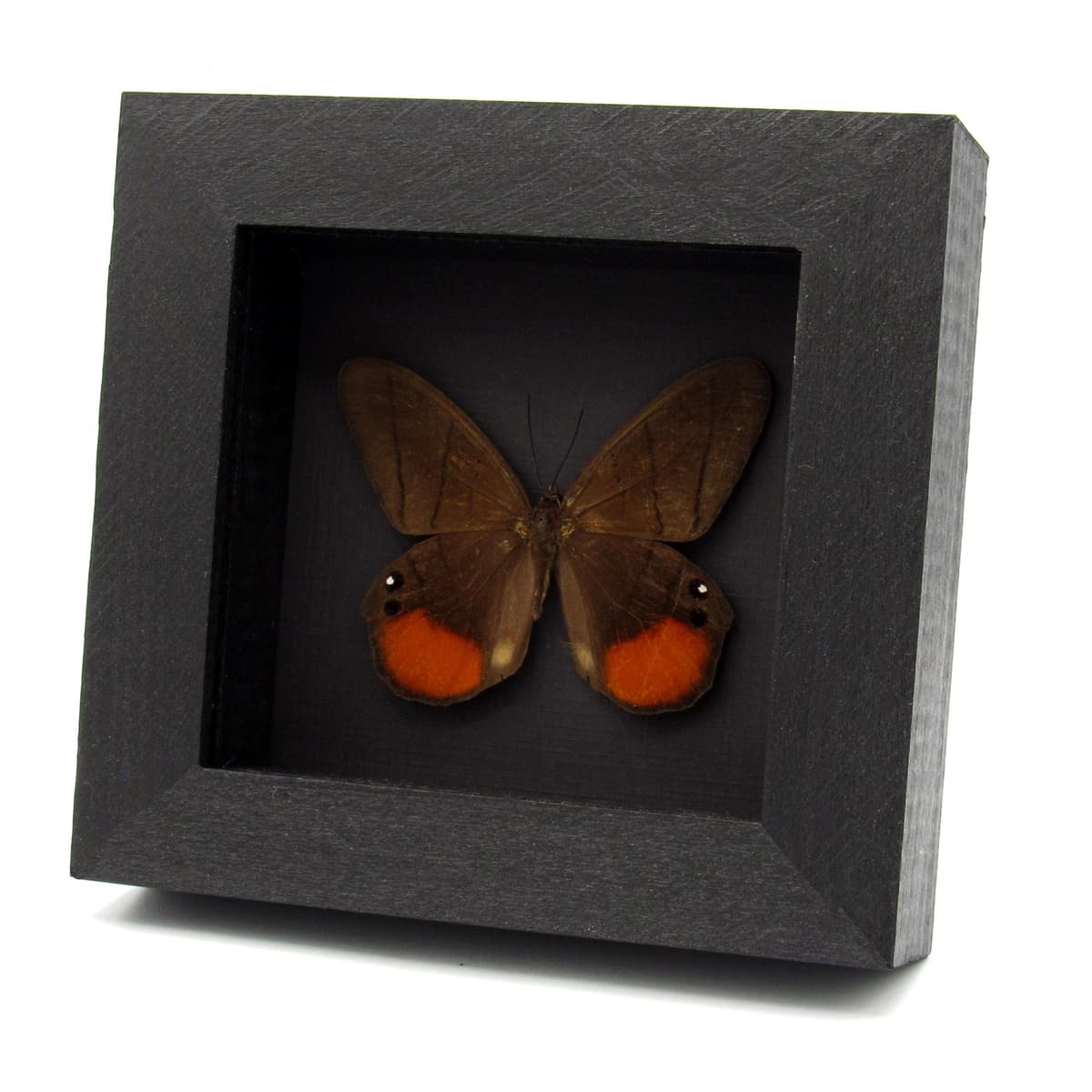 Real Orange Moon Satyr butterfly framed taxidermy - Pierella luna lesbia