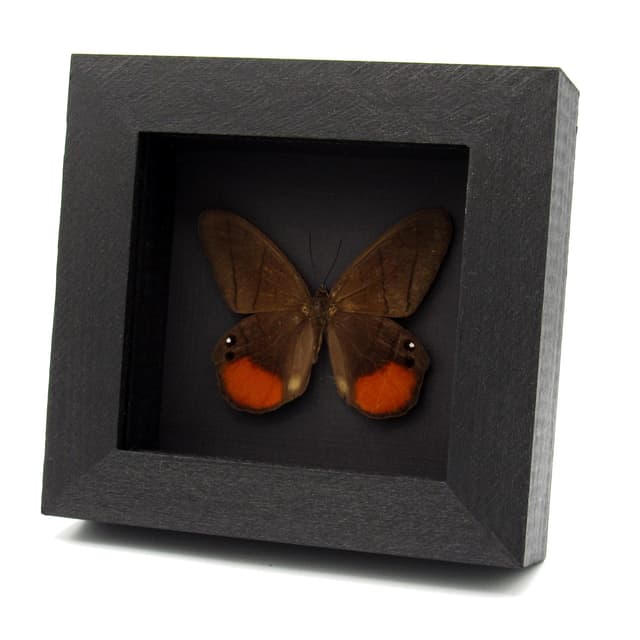 Real Orange Moon Satyr butterfly framed taxidermy - Pierella luna lesbia