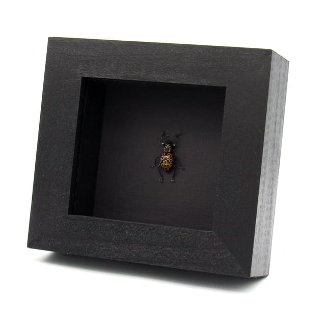 WEEVIL MANIA - Real metallic green beetle framed - Pachyrhynchus ocellatus - peach form
