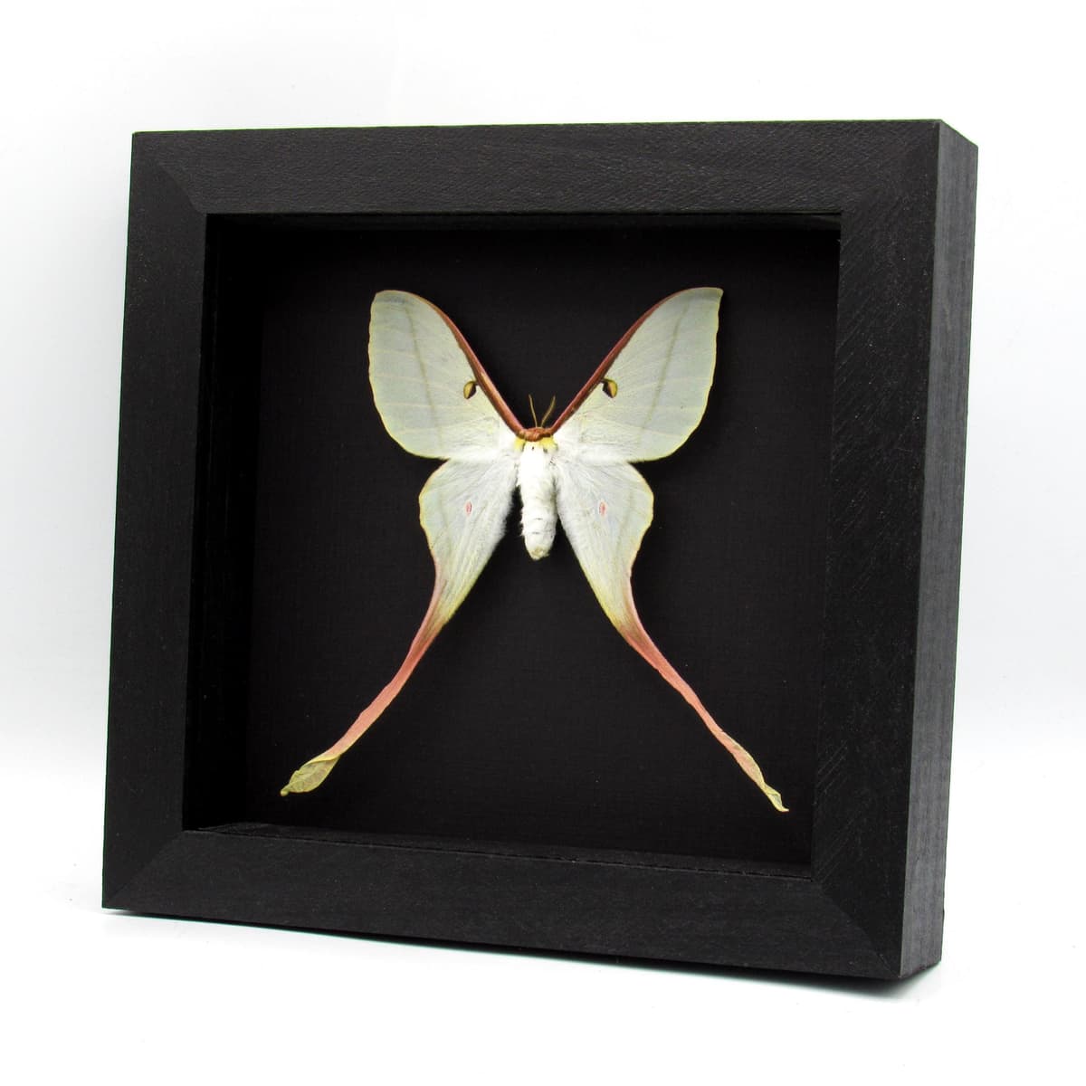 Rare Chinese Moon Moth framed taxidermy - Actias dubernardi - female
