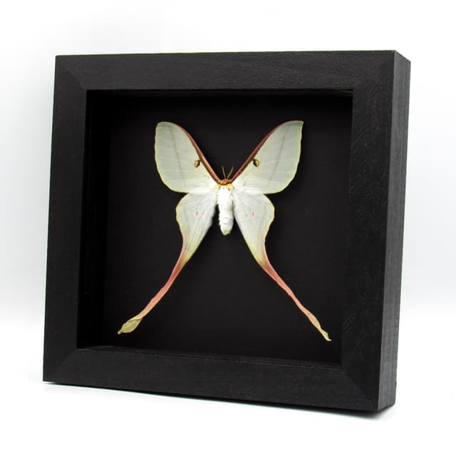 Rare Chinese Moon Moth framed taxidermy - Actias dubernardi - female