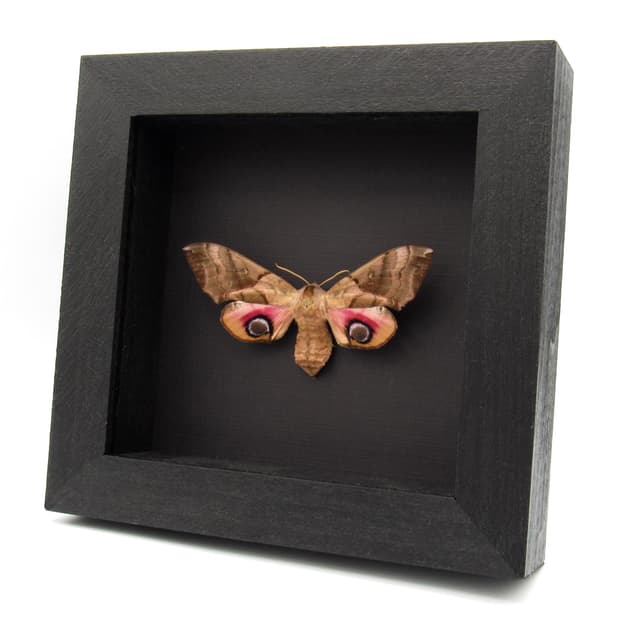 Real Oriental Eyed Hawkmoth framed specimen - Smerinthus planus - large female