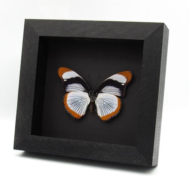 Rare Red Spot Diadem butterfly framed taxidermy - Hypolimnas usambara