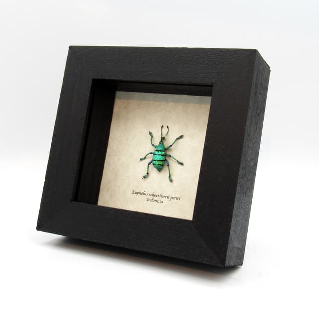 Real glitter Weevil framed taxidermy - Eupholus schoenherrii petiti