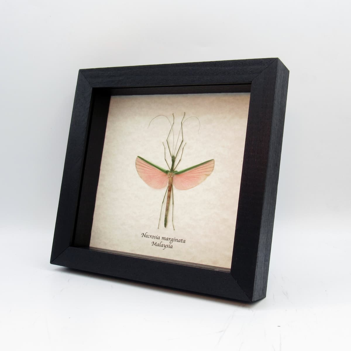 Real pink stick bug framed taxidermy - Necrosia marginata - female