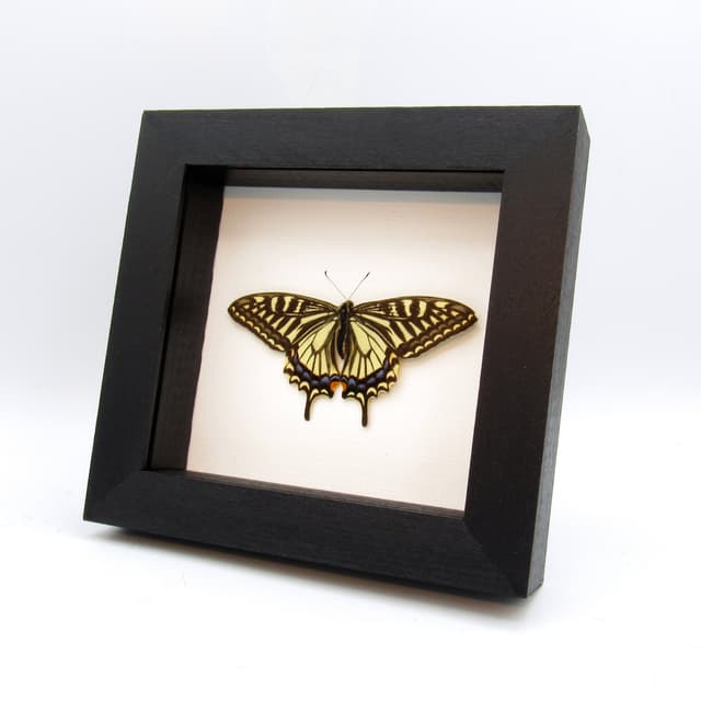 Real Swallowtail butterfly framed taxidermy - Papilio xuthus - Victorian mount