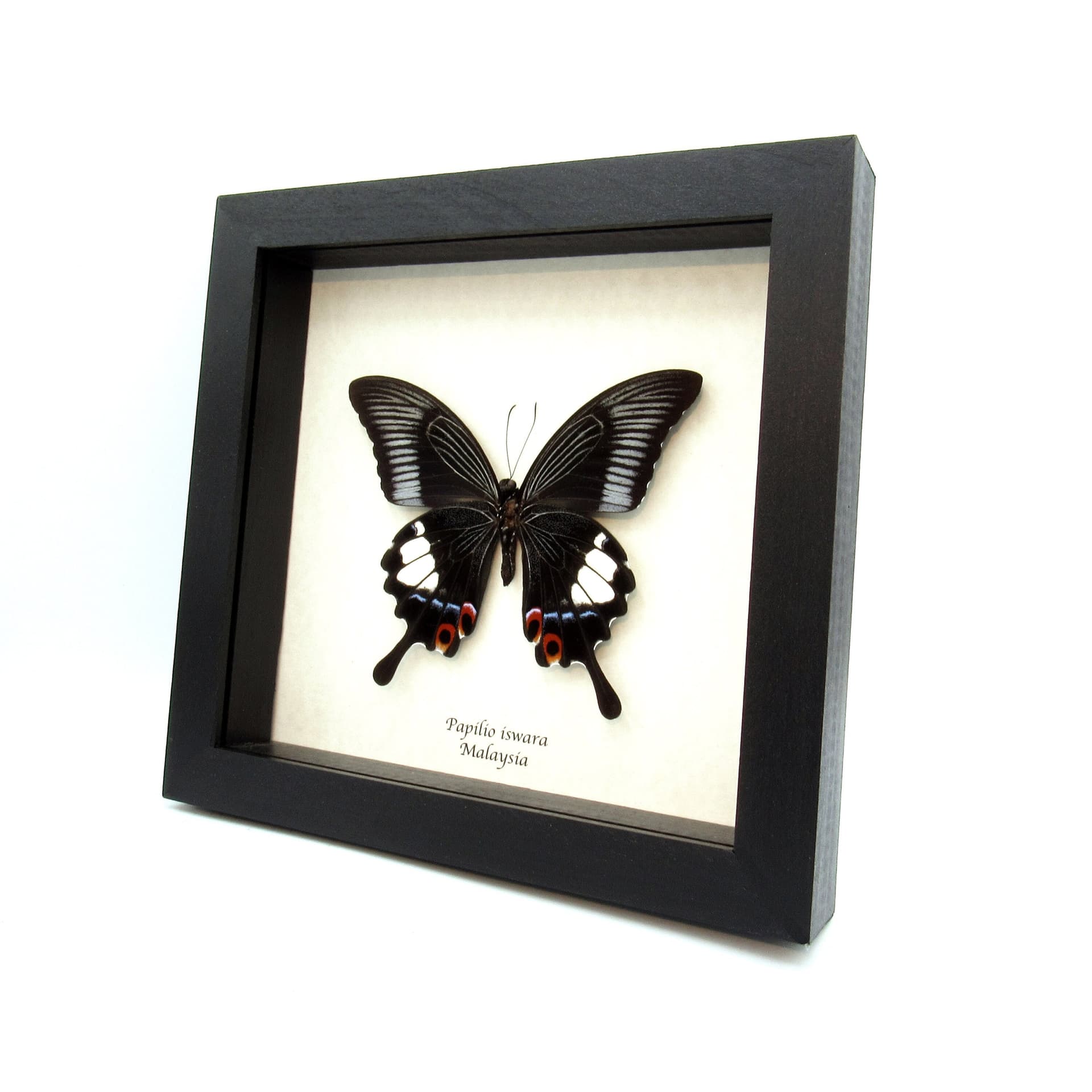 Rare Giant Swallowtail butterfly framed taxidermy - Papilio iswara