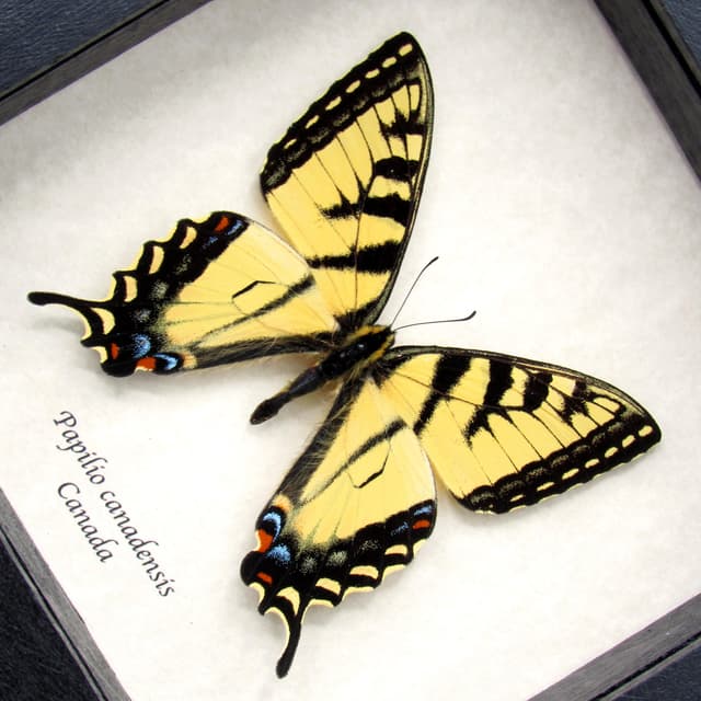 Real yellow Canadian Tiger butterfly framed - Papilio canadensis