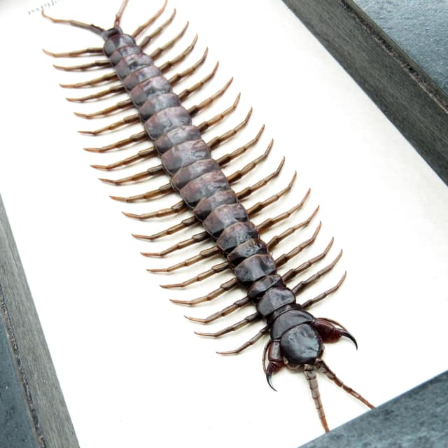 Giant Poisonous Forest Centipede framed taxidermy - Scolopendra picteoflava - 7.4 inches