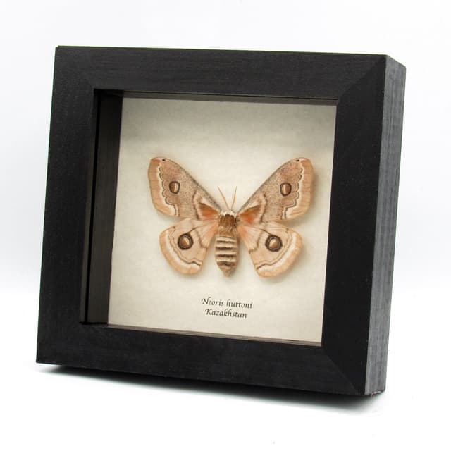 Real white Saturn moth framed taxidermy - Neoris huttoni - large female