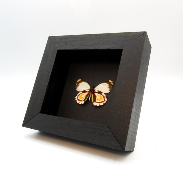 Rare Delias butterfly framed taxidermy - Delias flavistriga
