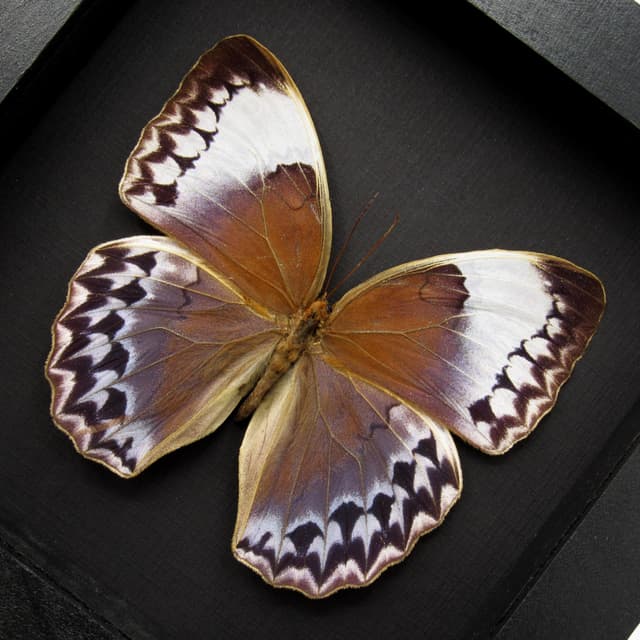 Rare XL Jungle Queen butterfly framed taxidermy - Stichophthalma uemurai