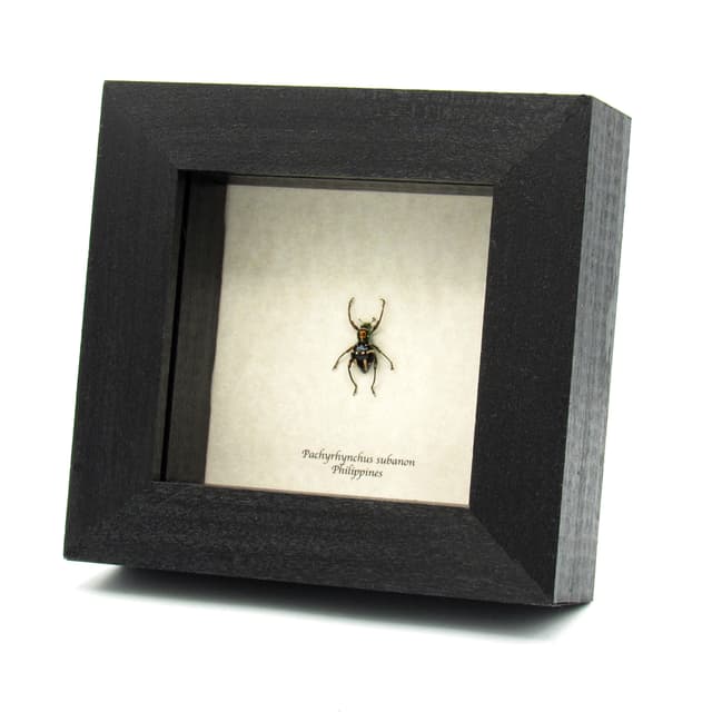 WEEVIL MANIA - Rare beetle framed taxidermy - Pachyrhynchus subanon - female