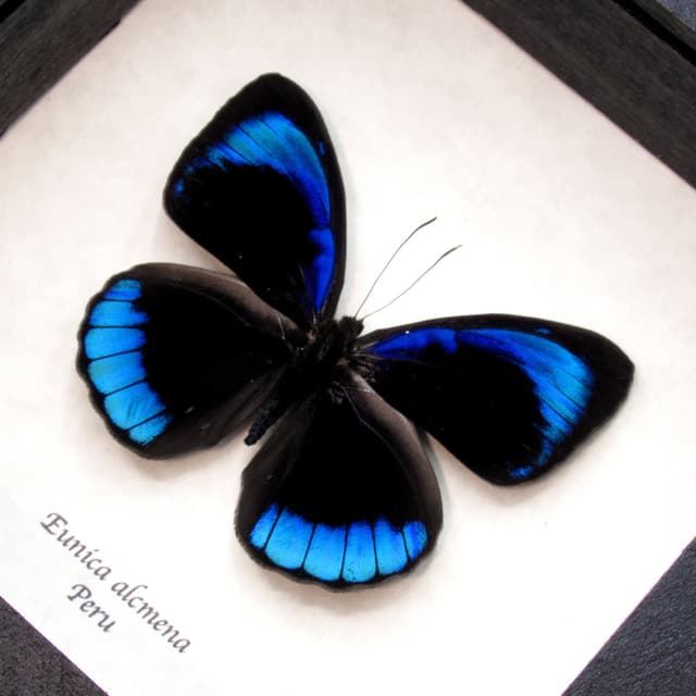 Real metallic blue butterfly framed taxidermy - Eunica acmena
