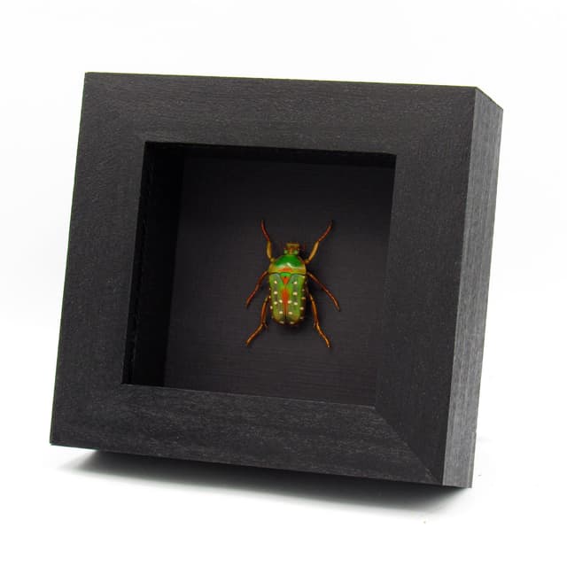 Real Polka Dot Scarab Beetle framed taxidermy - Stephanorrhina guttata