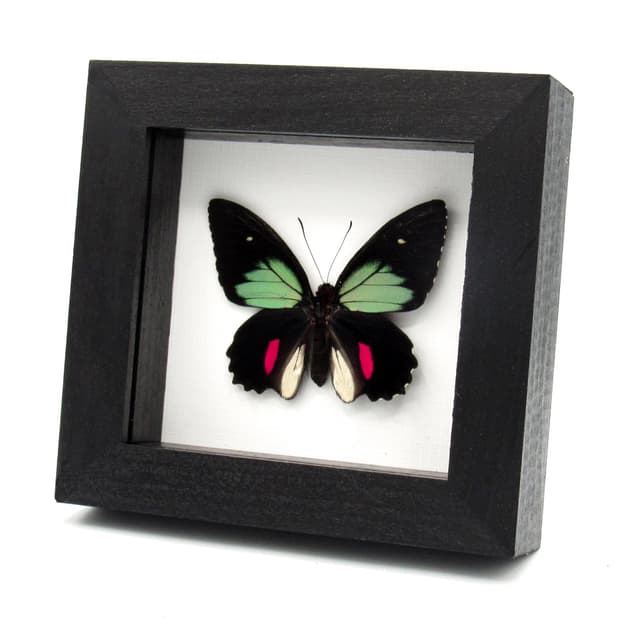 Rare green Cattleheart butterfly framed taxidermy - Parides childrenae