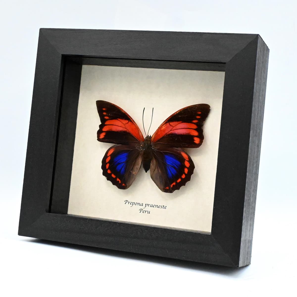 Very rare female Fuchsia Brush-footed butterfly framed taxidermy - Prepona praeneste - large female - minor damage