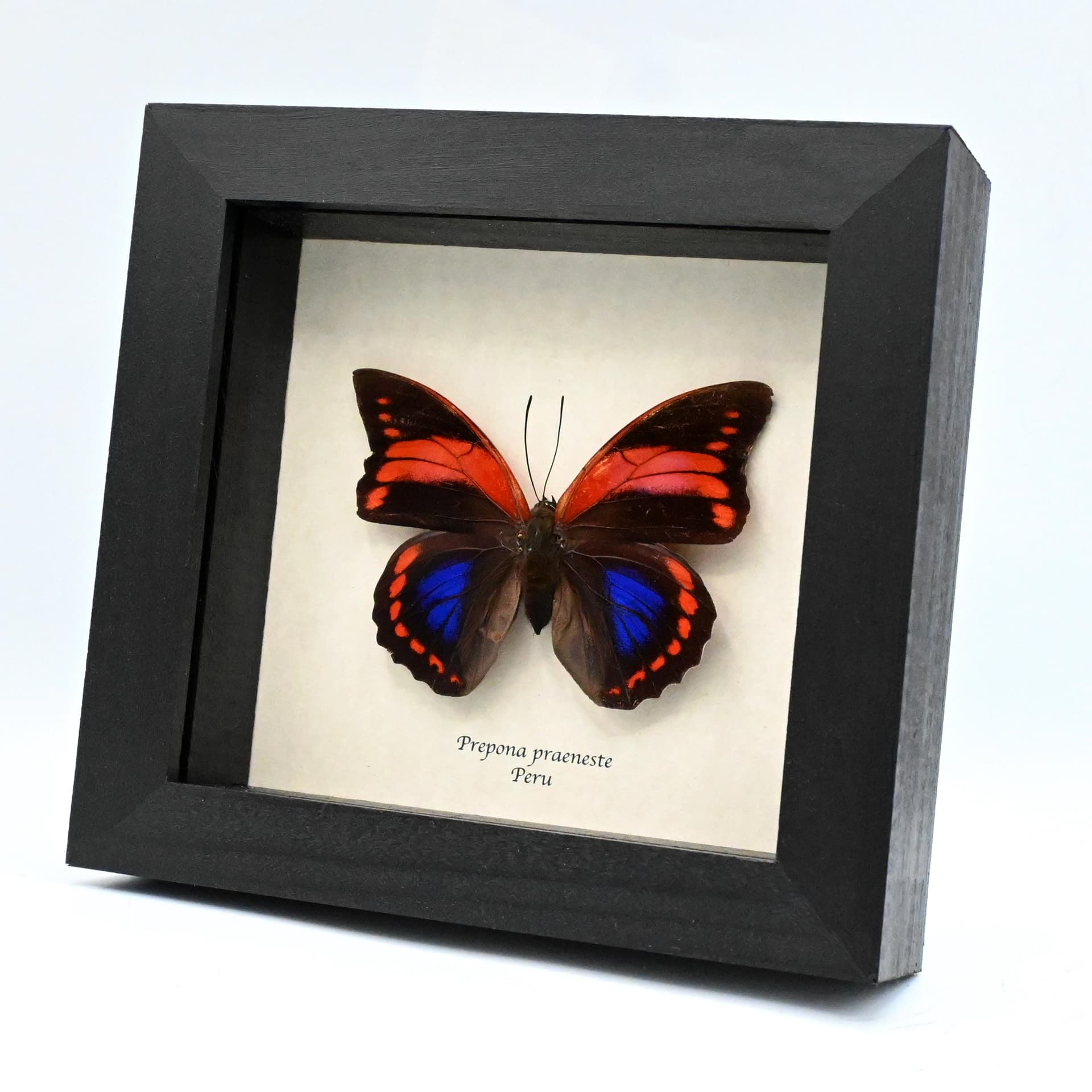 Very rare female Fuchsia Brush-footed butterfly framed taxidermy - Prepona praeneste - large female - minor damage