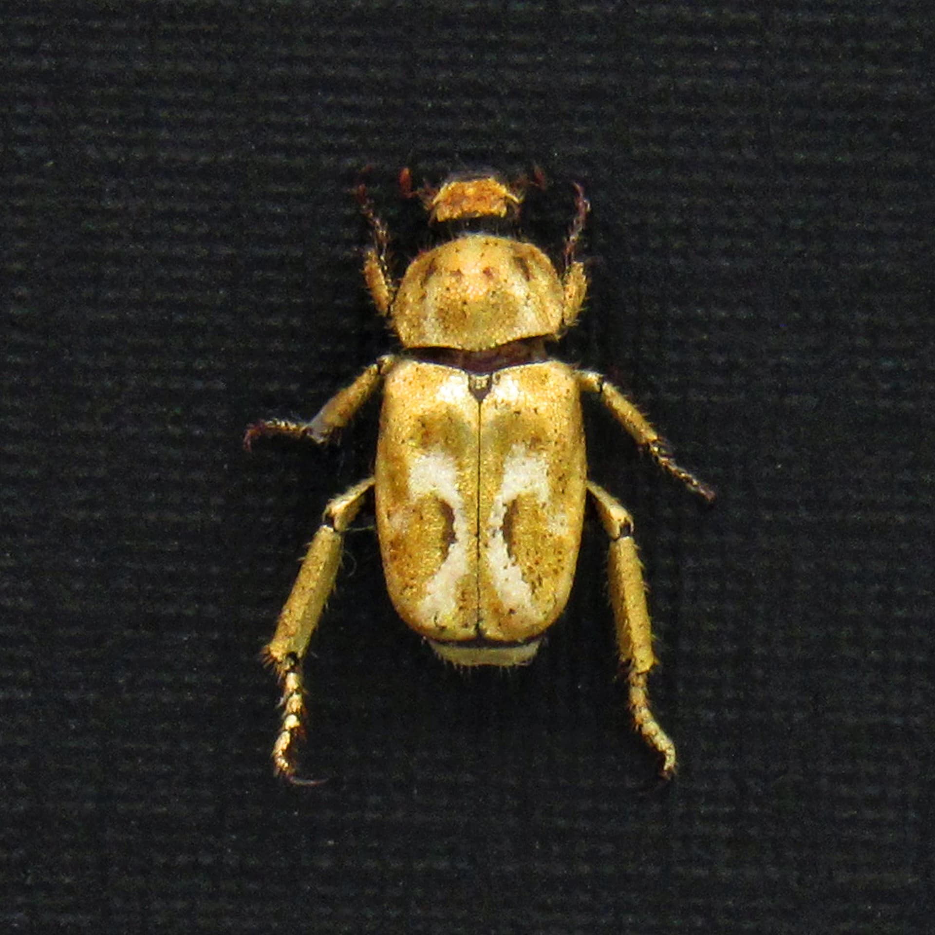 Real TINY Gold Leaf beetle framed taxidermy - Chrysomelidae species