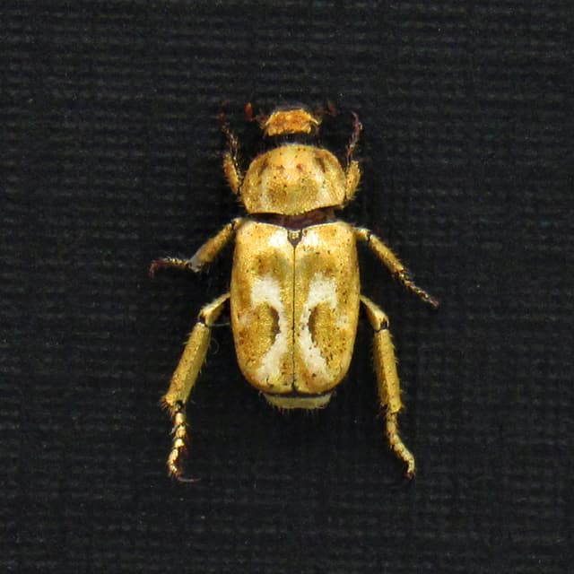 Real TINY Gold Leaf beetle framed taxidermy - Chrysomelidae species