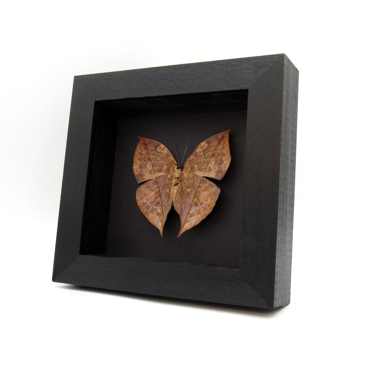Real Dead Leaf butterfly framed taxidermy - Kallima inachus