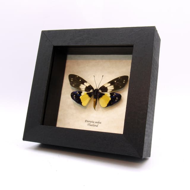 Rare yellow Day Flying moth framed taxidermy - Eterusia aedea