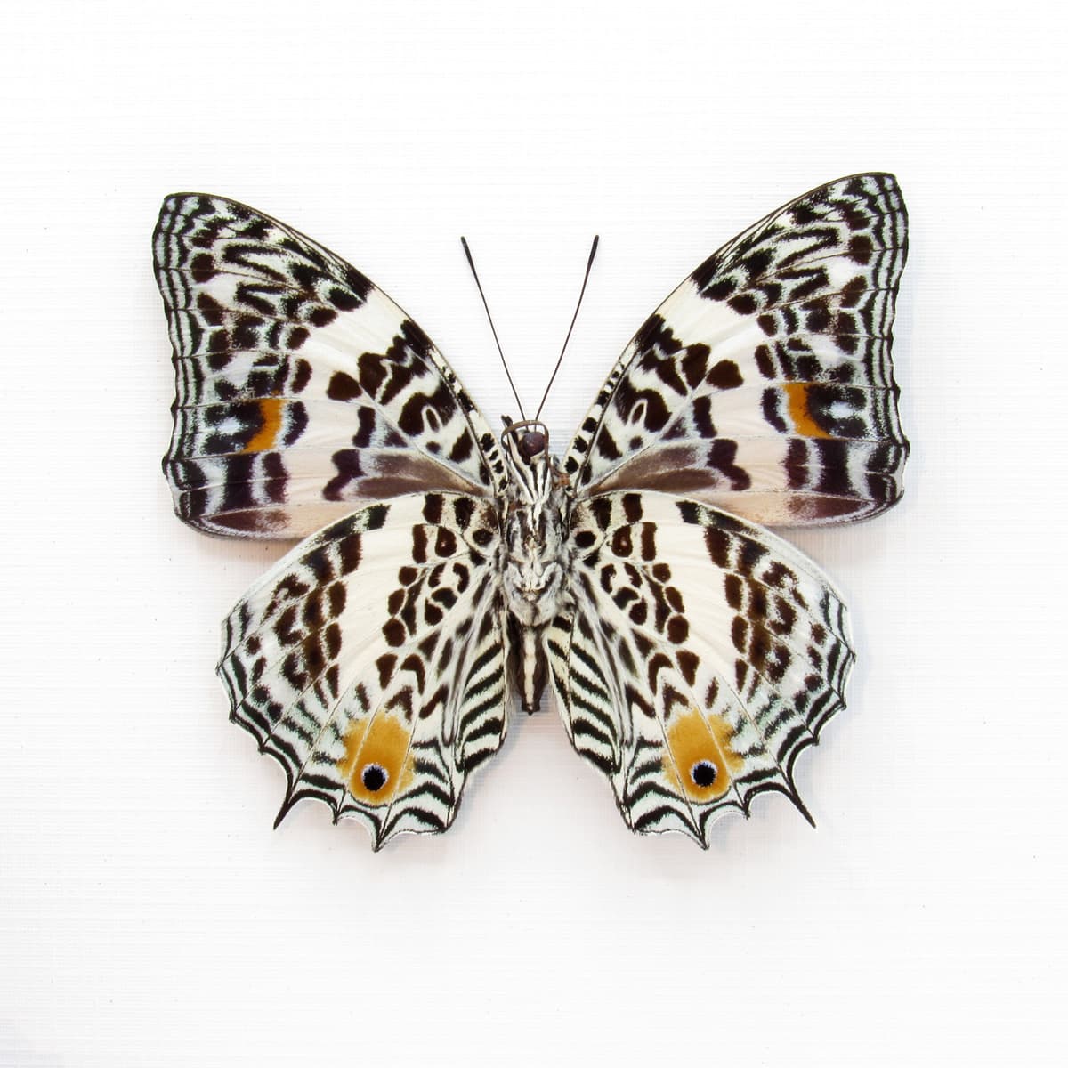Real butterfly framed taxidermy - Baeotus deucalion