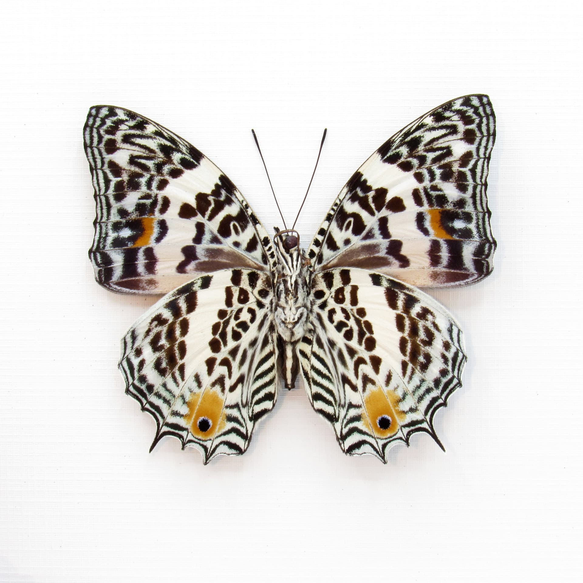Real butterfly framed taxidermy - Baeotus deucalion