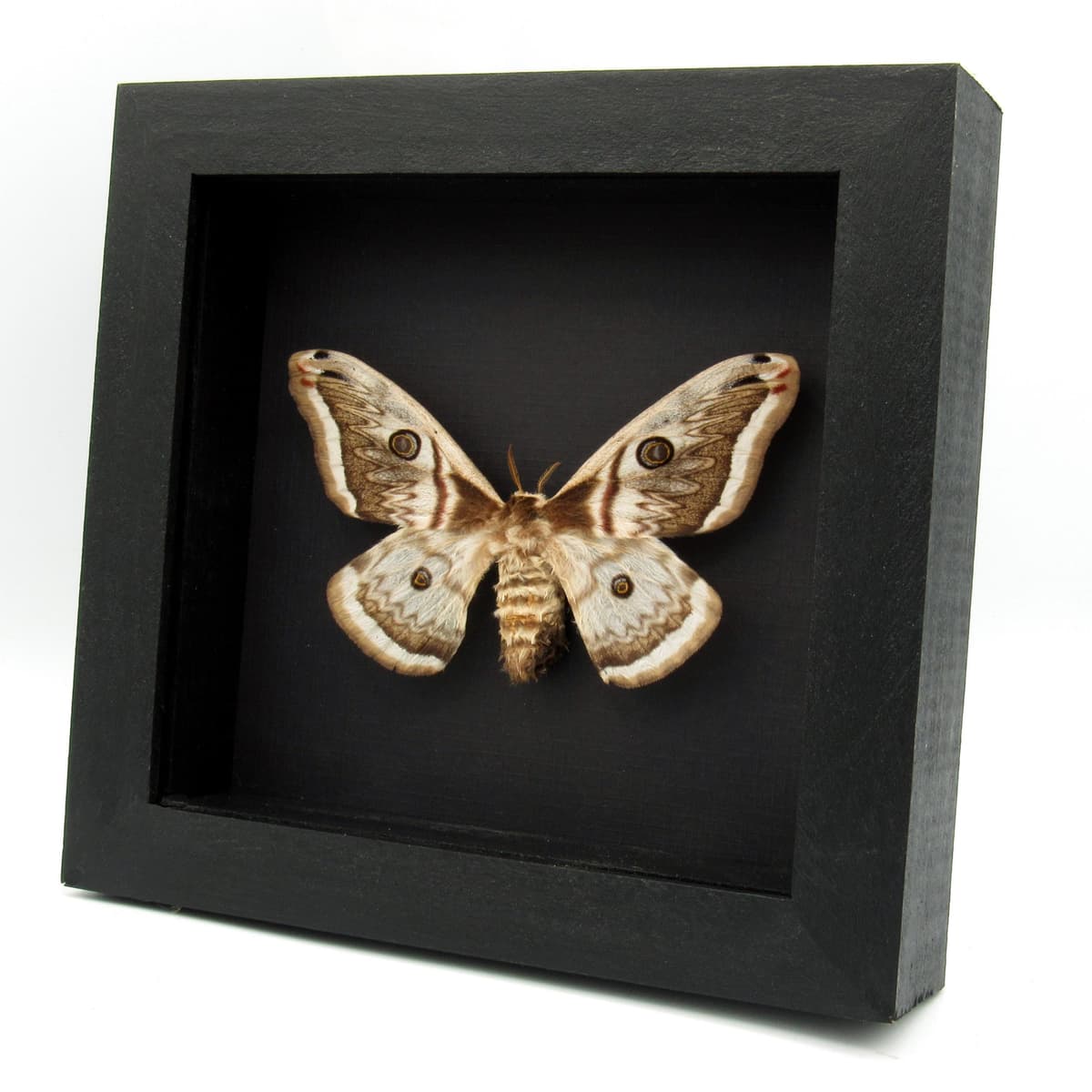 Rare pale pink Saturn moth framed - Saturnia pyretorum - female