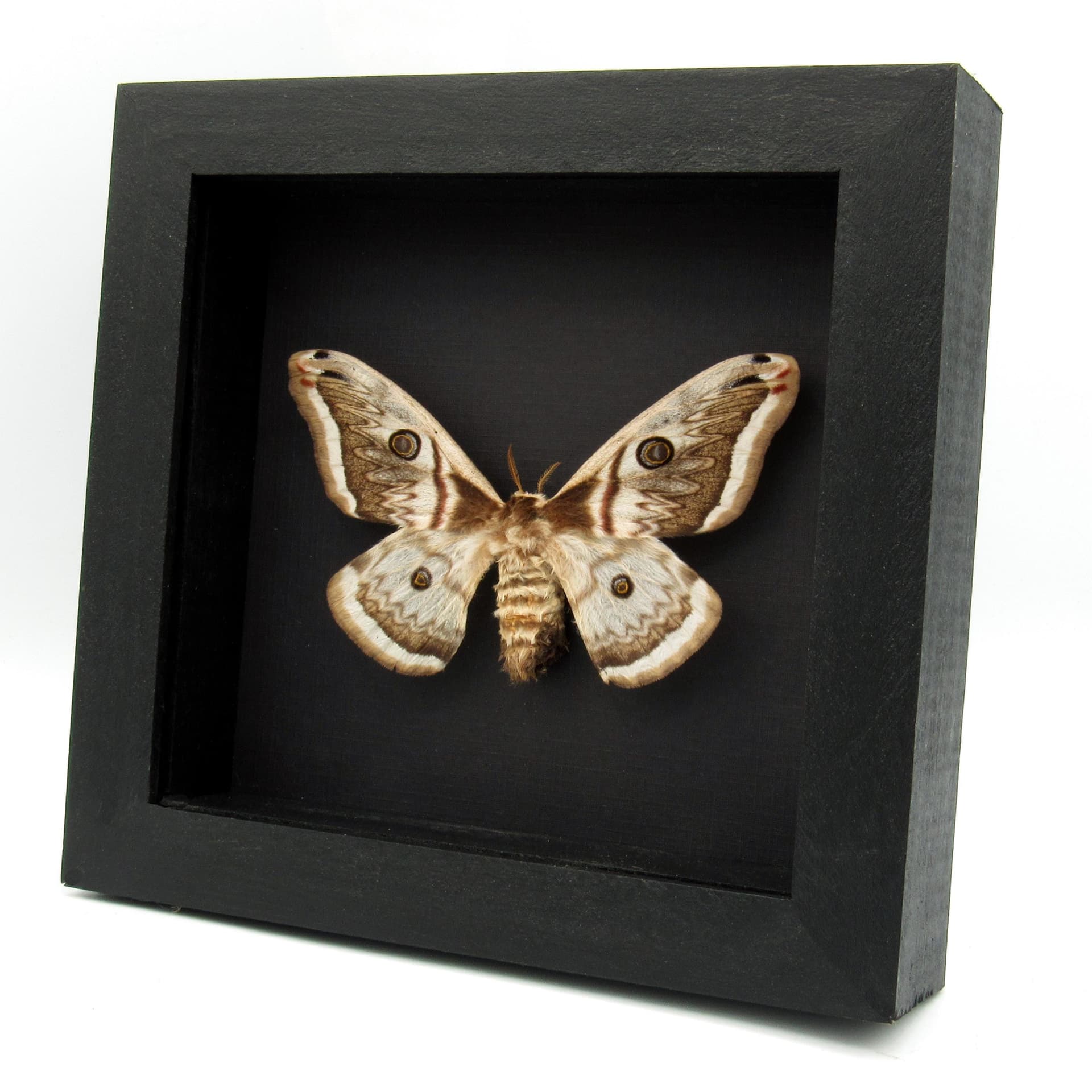 Rare pale pink Saturn moth framed - Saturnia pyretorum - female
