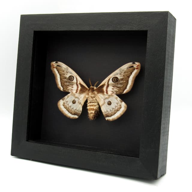 Rare pale pink Saturn moth framed - Saturnia pyretorum - female