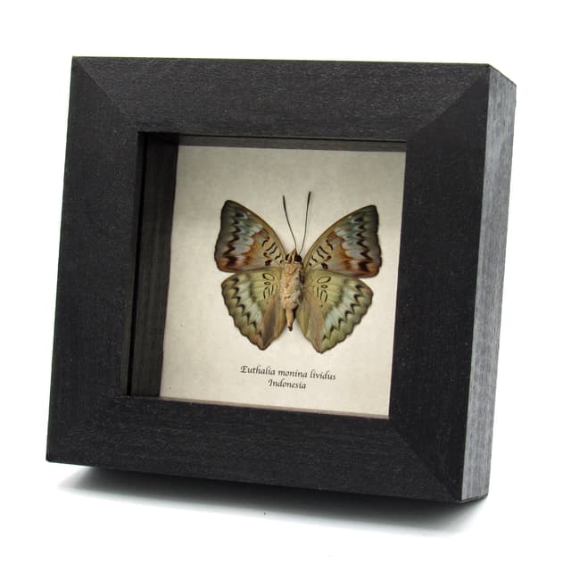 Rare Malay Baron butterfly framed taxidermy - Euthalia monina lividus