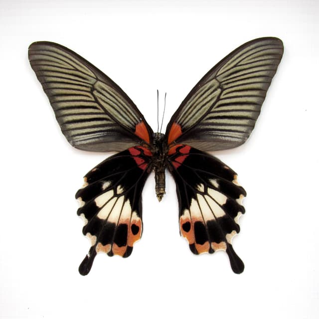 Real Great Mormon butterfly framed taxidermy - Papilio memnon agenor - female